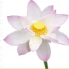 Lip Flower Loto Nr. 193, 3,60 g