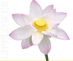 Lip Flower Loto Nr. 193, 3,60 g