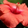 Organic Hibiscus, 100 g