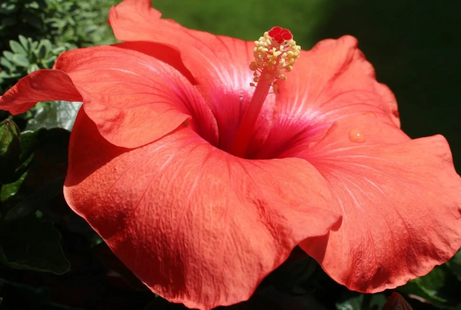 Organic Hibiscus, 100 g