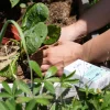 Saponetta Post Giardinaggio e Lavori di Casa, 100 g