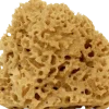 Spugna Arcipelago Lavata, Grande, 12-14 g