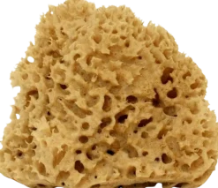 Spugna Arcipelago Lavata, Grande, 12-14 g
