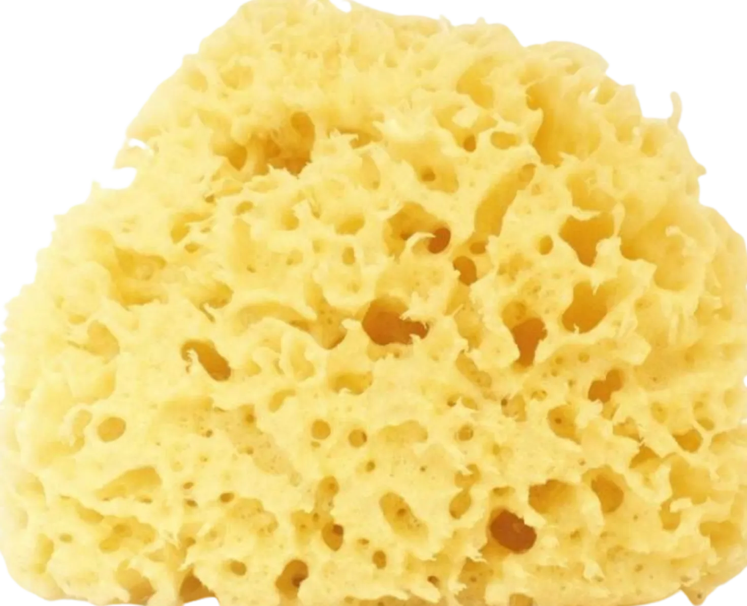 Spugna Naturale Arcipelago Sbiancata, 12-14 gr (12 g)